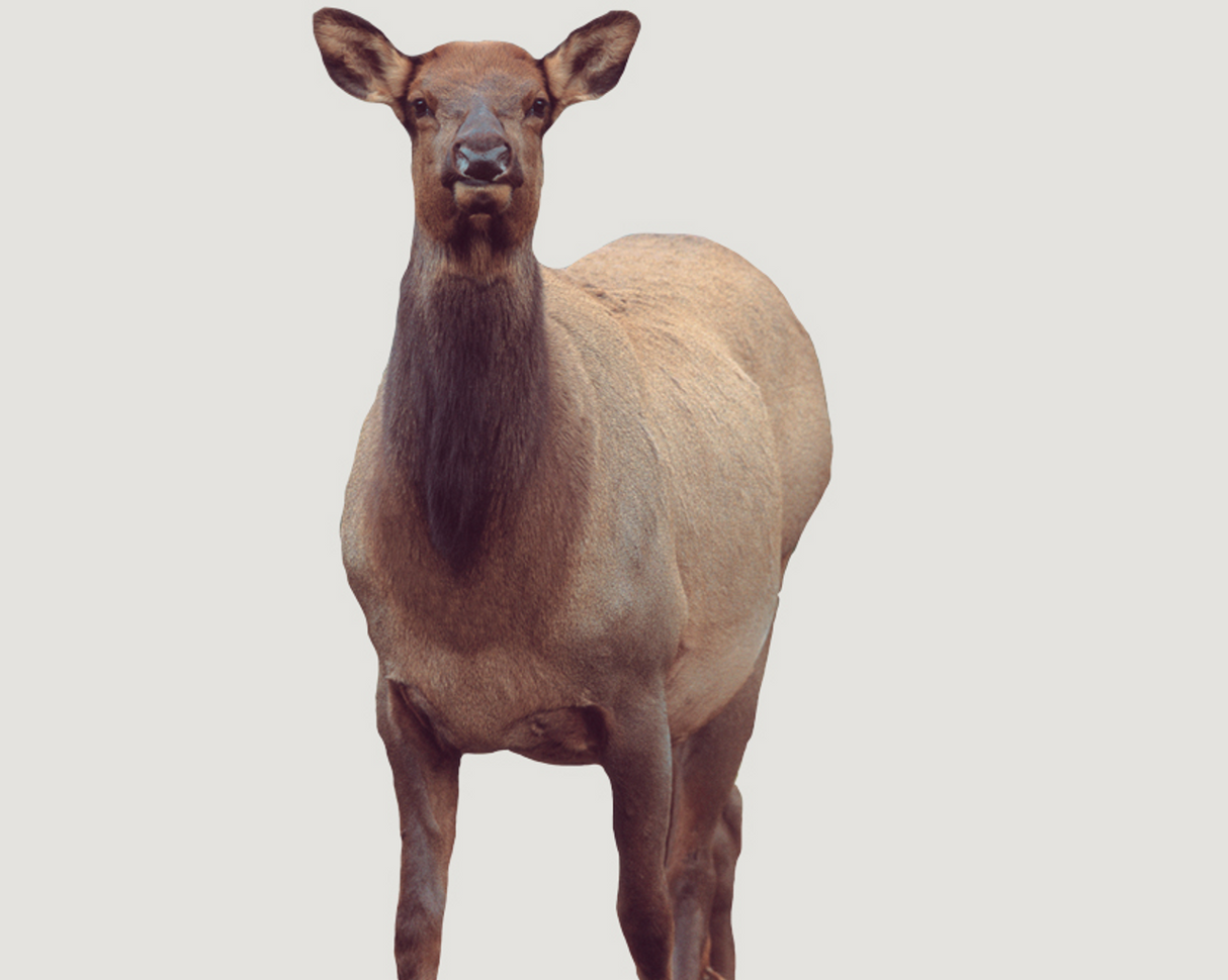 EICHLER COW ELK DECOY