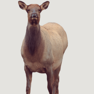EICHLER COW ELK DECOY